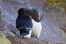 2 Razorbills 'bill holding'. May '18.