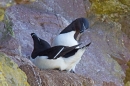 2 Razorbills pre mating. May '18.