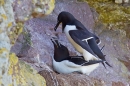 2 Razorbills mating. May '18.