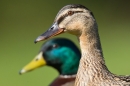 Mallard f close up and drake. May '18.