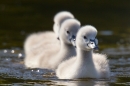 3 Cygnets. May '18.