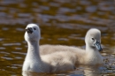 2 Cygnets. May '18.