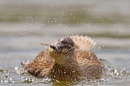 Female Mallard bathing. May '18.