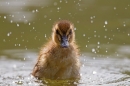 Mallard chick bathing. May '18.