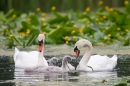 Mute Swans and 3 cygnets. June '18.