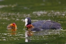 Coot and 2 chicks. June '18.