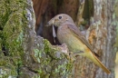 Redstart f with food at nest 2. June '18.