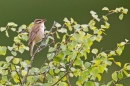 Sedge Warbler singing. June '18.