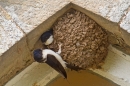 House Martins at nest. June '18.