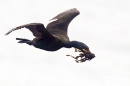 Shag in flight with nest material. June '18.