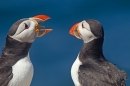 2 Puffins chatting. June '18.