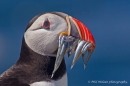 Puffin with sand eels portrait. June '18.