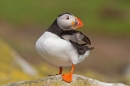 Puffin stood looking back. June '18.