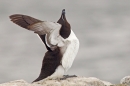 Razorbill stretching up. June '18.