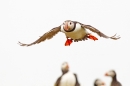 Incoming Puffin. June '18.