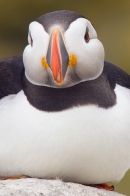 Puffin close up. June '18.