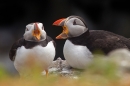 Puffin couple 2. June '18.