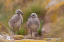 2 Herring Gull chicks. June '18.