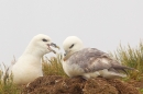 2 Fulmars. June '18.