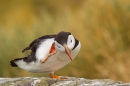 Puffin having a scratch. June '18.