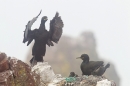 Shag family at nest in the mist. June '18.