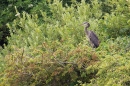 Young Heron in bush. July '18.