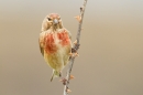 Linnet m 3. July '18.