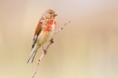 Linnet m 2. July '18.