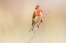 Linnet m 1. July '18.