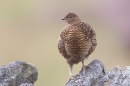 Young Red Grouse on wall. Aug '18.