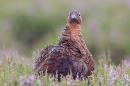 Red Grouse in heather 2. Aug '18.