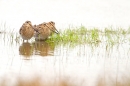 3 Snipe. Aug '18.