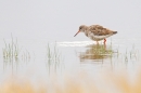 Redshank pastel. Aug '18.