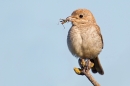 Juvenile Woodchat Shrike with grasshopper.. Sept '18.