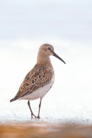 Dunlin walking away.