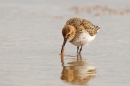 Dunlin with worm. Oct '18.