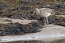 Curlew in seaweed. Oct '18.