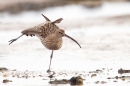 Curlew stretching out. Oct '18.