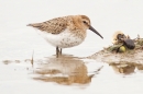 Dunlin feeding at mudbank. Oct '18.