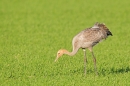 Juvenile Common Crane feeding in crop field. Nov '18.