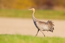 Juvenile Common Crane on grass bank. Nov '18.