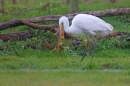 Juvenile Great White Egret with brown trout. Nov '18.