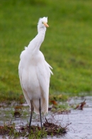 Juvenile Great White Egret on streamside 2. Nov '18.