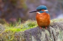 Juvenile Kingfisher on stump. Nov '18.