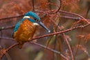 Juvenile Kingfisher on red twigs. Nov '18.