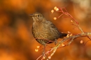 Female Blackbird on rowan 2. Dec '18.