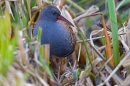 Water Rail 2. Dec '18.