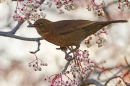 Female Blackbird on rowan. Jan '19.