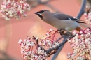 Waxwing on rowan,pink. Jan '19.