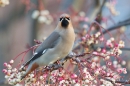 Waxwing on rowan. Jan '19.